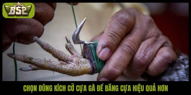 Chọn đúng kích cỡ cựa gà để băng cựa hiệu quả hơn